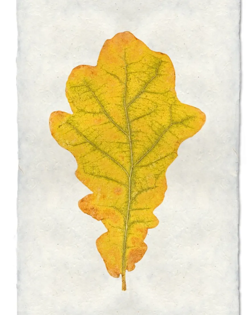 Oak Leaf Print