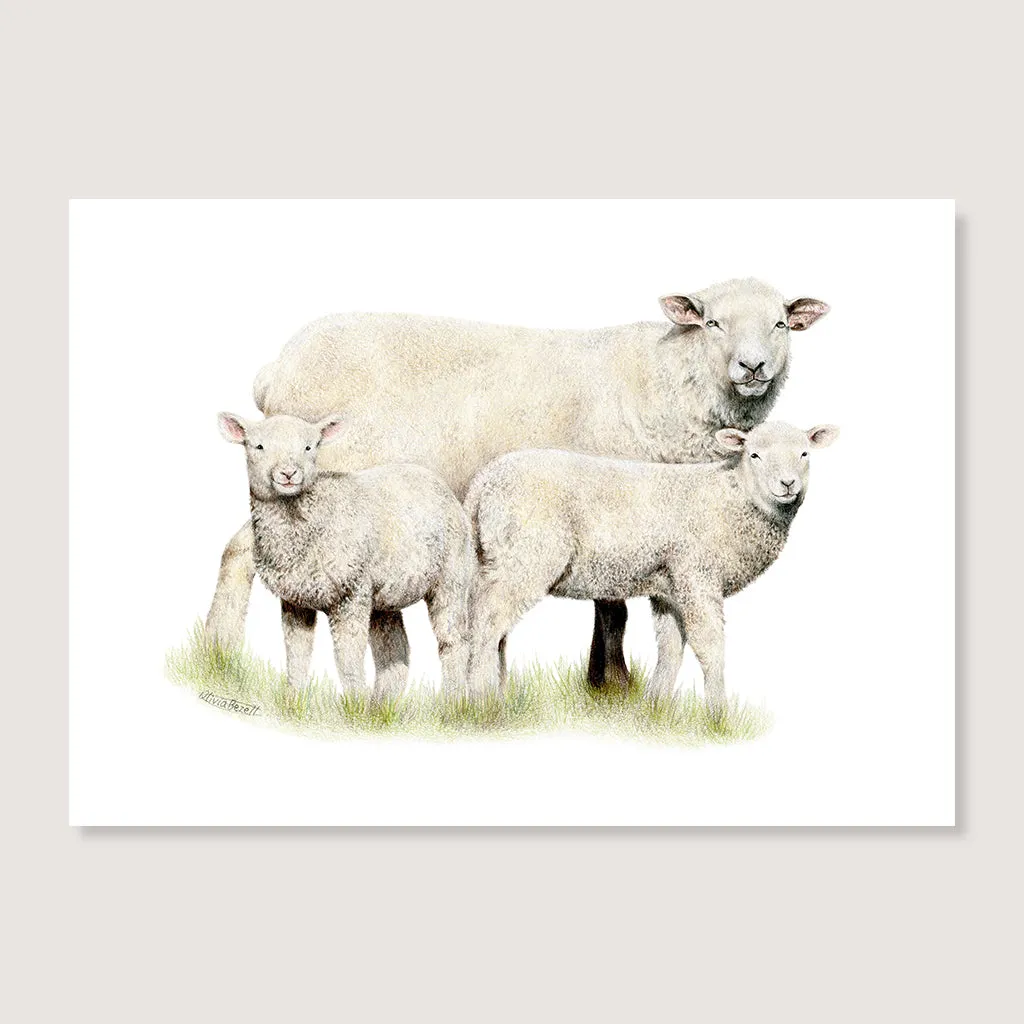 Sheep Family Print