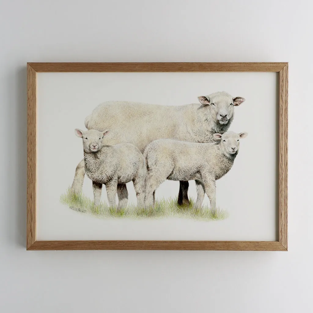 Sheep Family Print